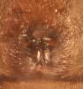 Scotophaeus sp.